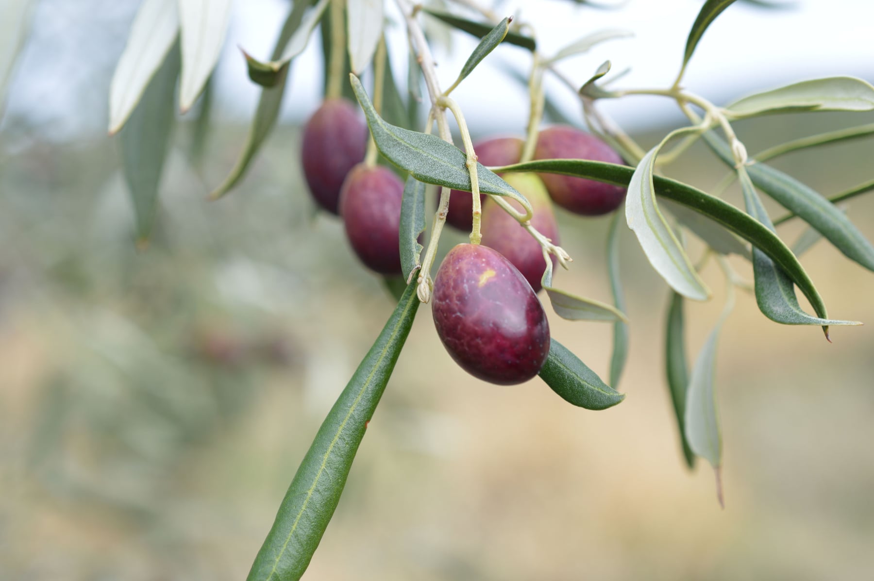 Nahaufnahme eines Olivenzweigs mit violett gereiften Oliven